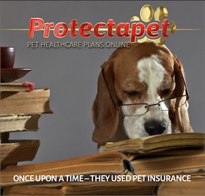 Dog with glasses reading a book advertising The best healthcare plans online with Protectapet